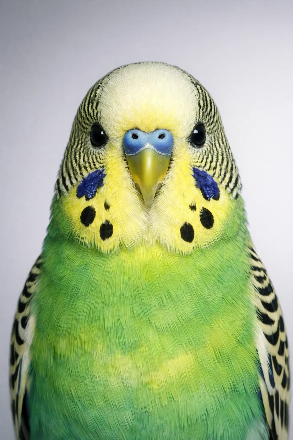 Budgerigar portrait on canvas — AI-made from a photo, by ArtPixio