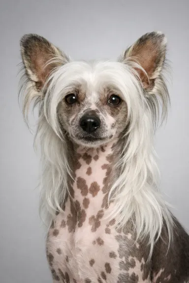 Chinese Crested portrait example