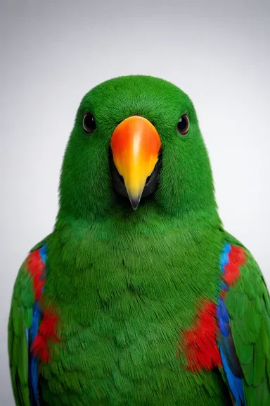 Eclectus Parrot portrait example
