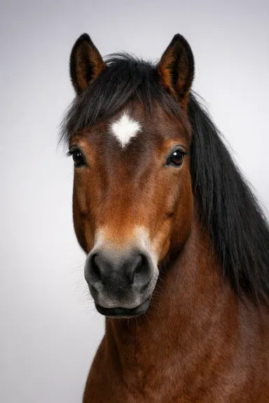 New Forest Pony portrait example