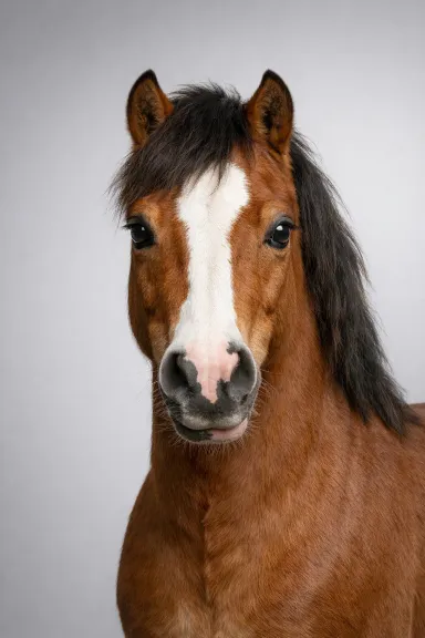 Welsh Pony portrait example